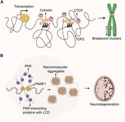 Encounters in Three Dimensions: How Nuclear Topology Shapes Genome Integrity